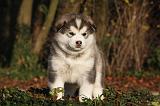 ALASKAN MALAMUTE 569